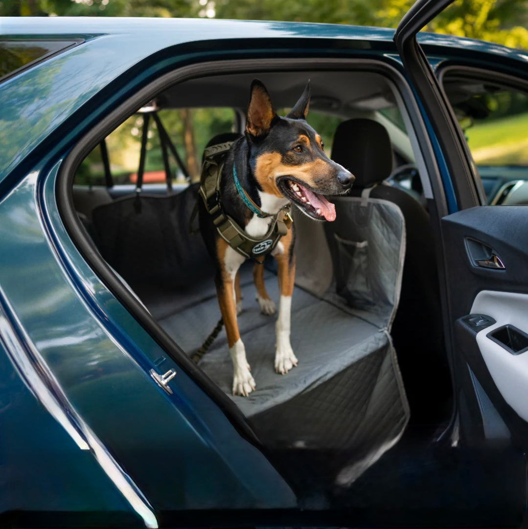 RidePaw